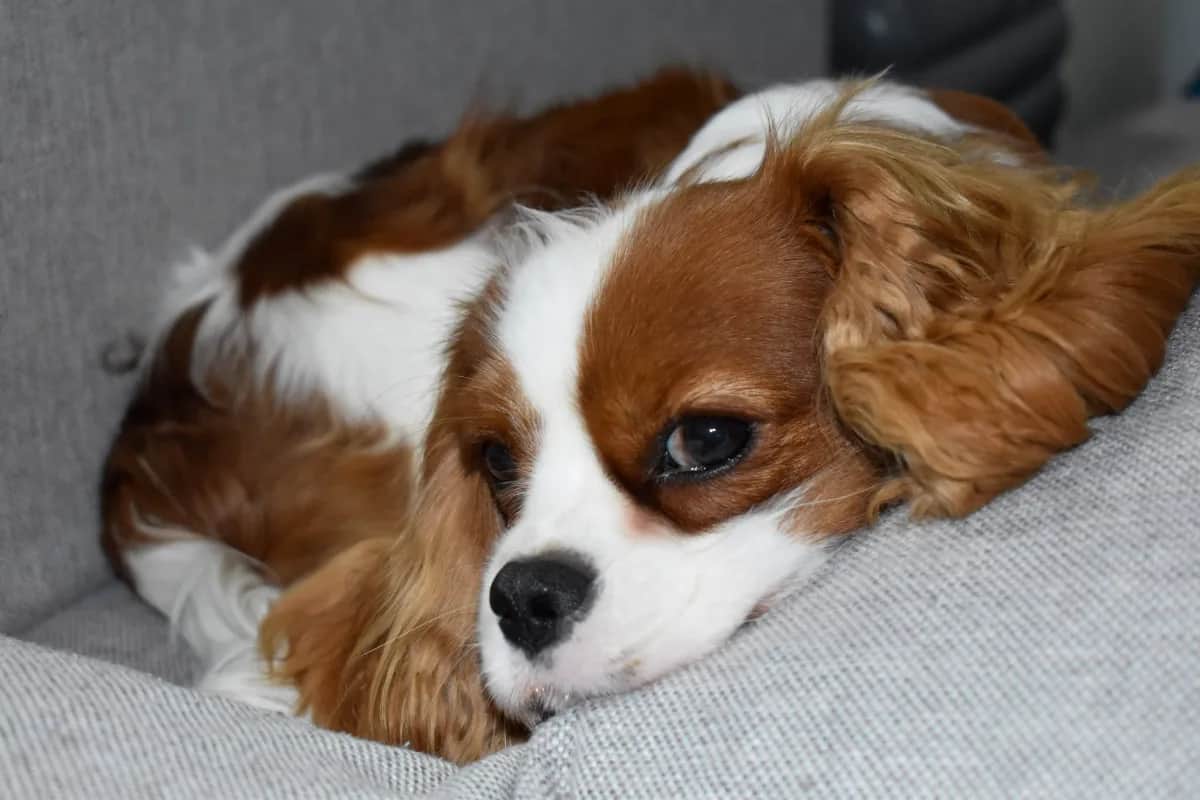 Noble Crown Kennel