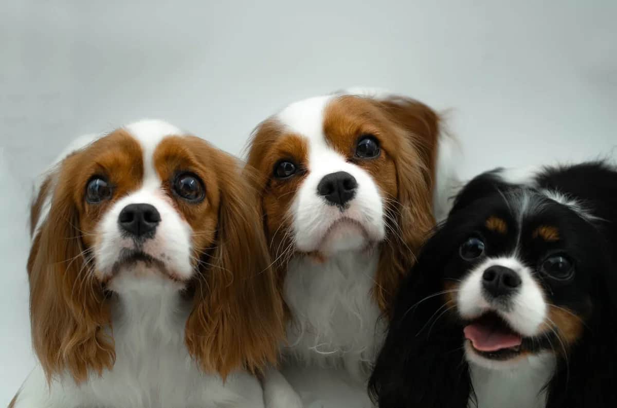 Noble Crown Kennel 3