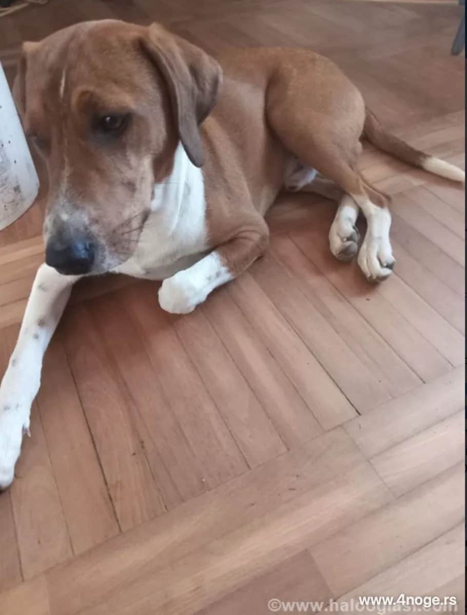 Nestala dva psa na Pančevačkom putu 4