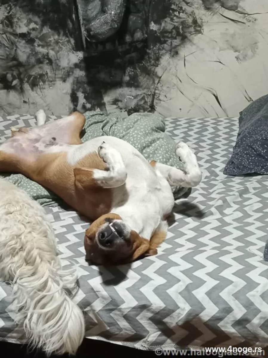 Nestala dva psa na Pančevačkom putu 5