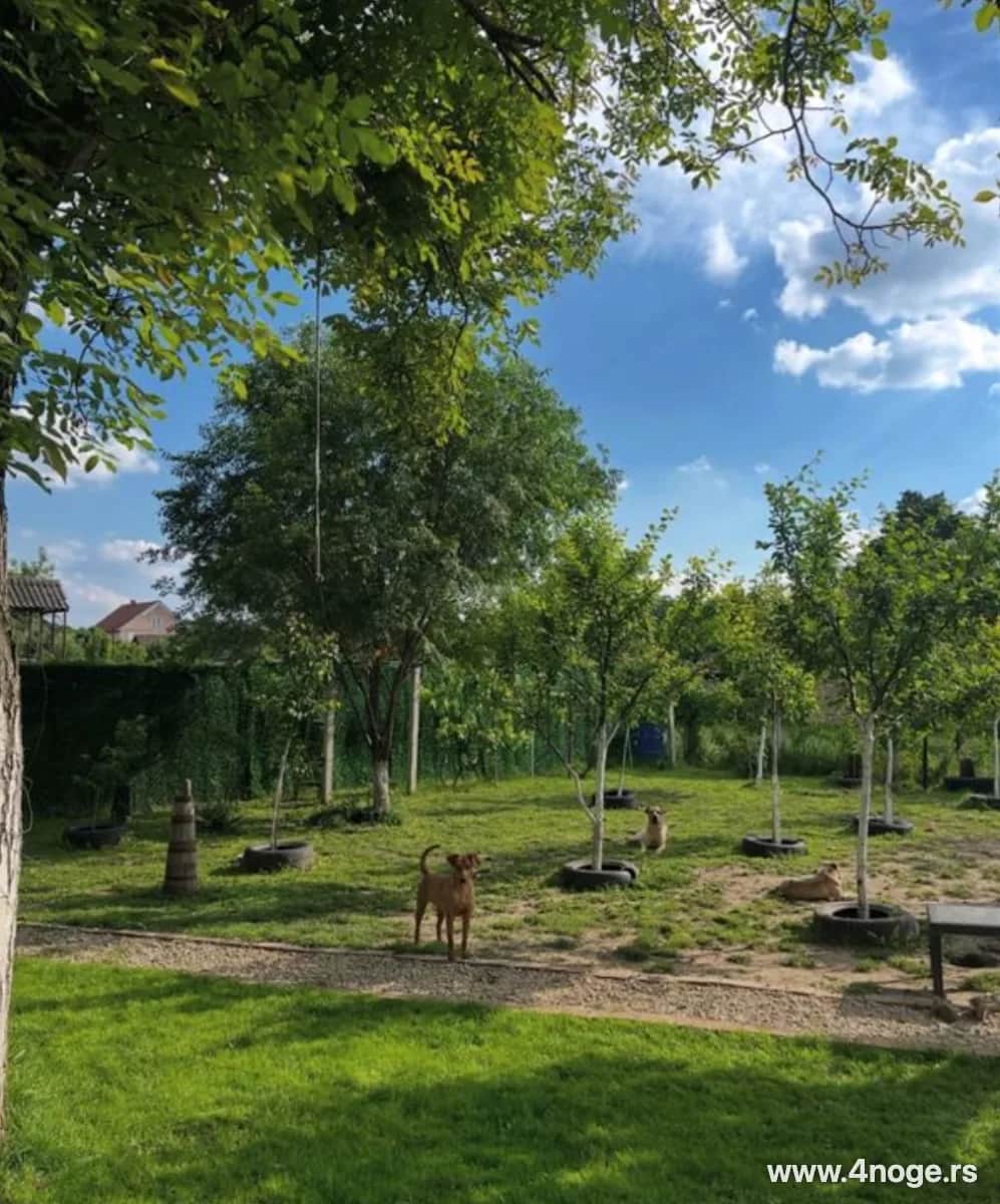 Cuvanje pasa na duzi period