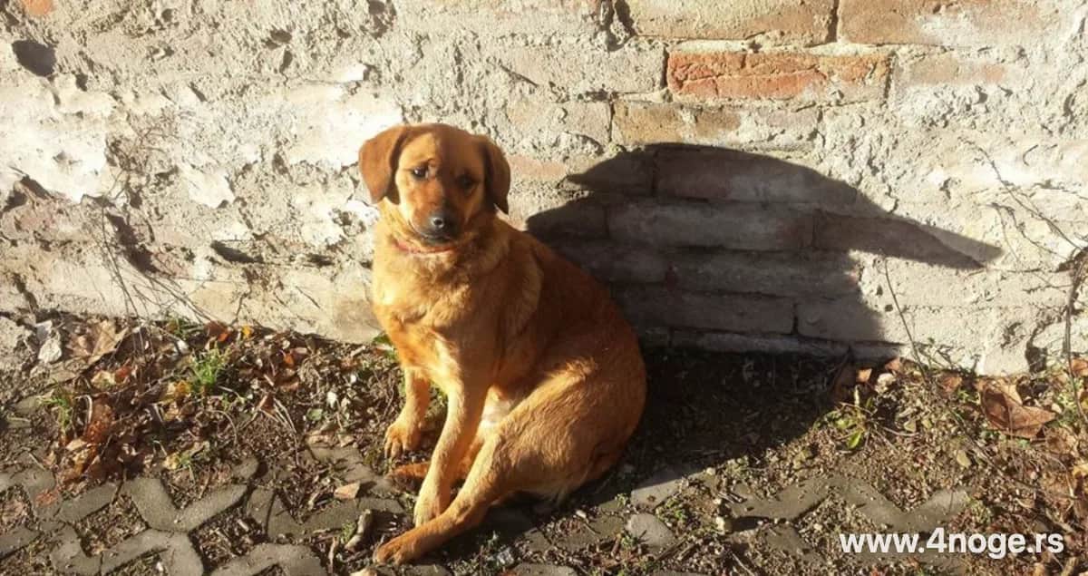Udomi Žuću 2